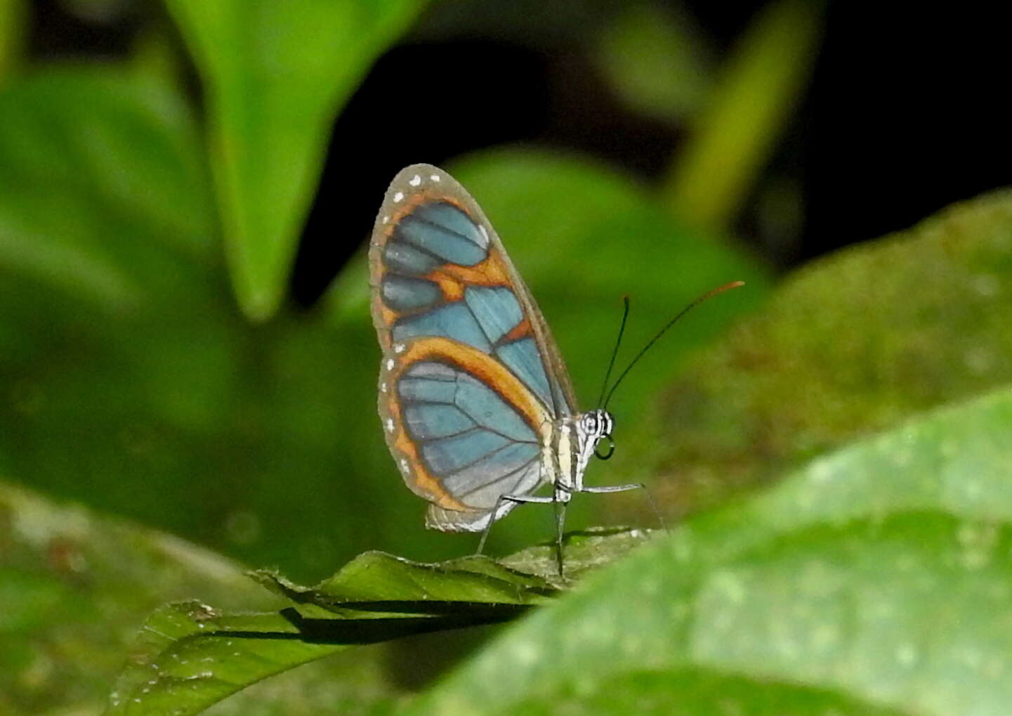 Imagem de Ithomia diasia morena Haensch 1903