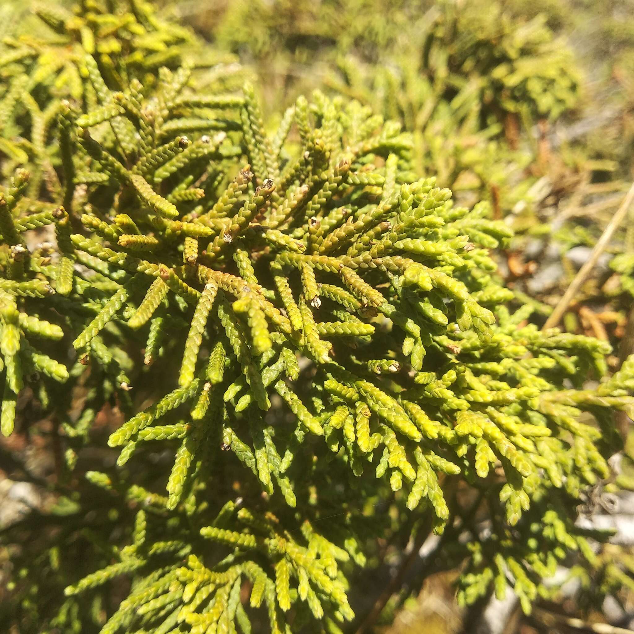 Image of Juniperus monticola subsp. compacta