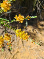 Image de Verticordia chrysostachys Meissn.