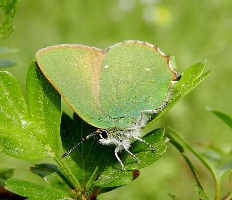 Plancia ëd Callophrys rubi (Linnaeus 1758)