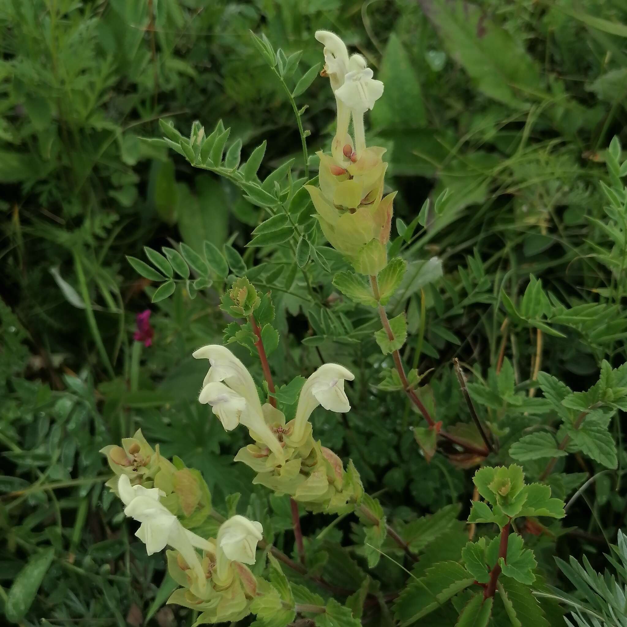 Scutellaria supina L.的圖片