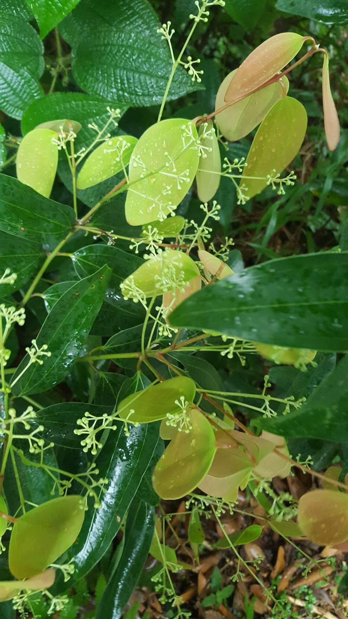 Image of Cinnamomum iners Reinw. ex Bl.