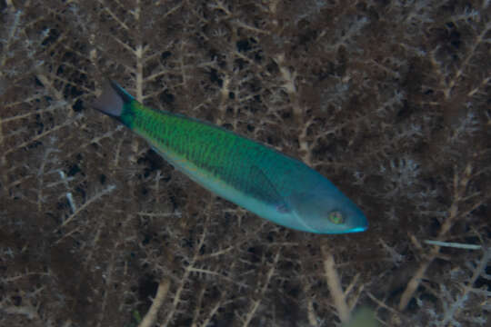 Image of Japanese wrasse