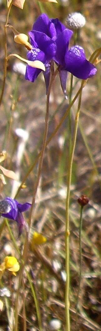 Image of Utricularia delphinioides Thorel ex Pellegr.