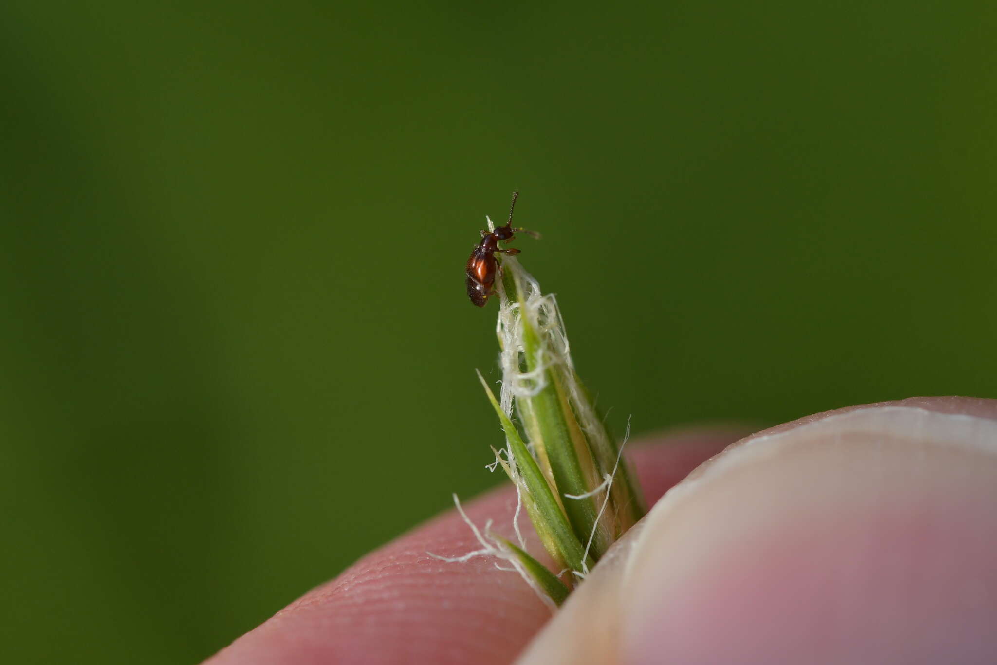 Image of Pselaphophus