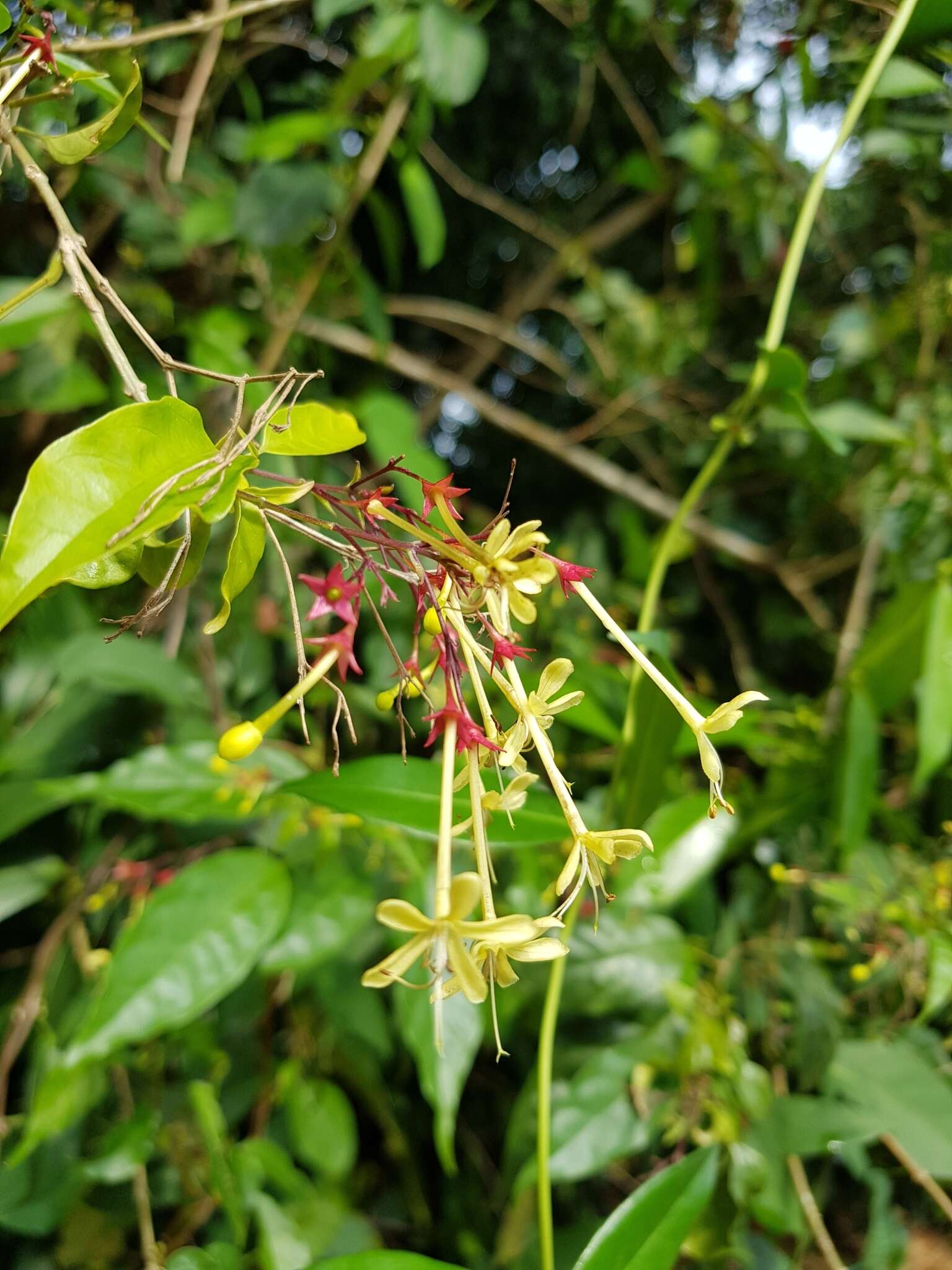 Imagem de Clerodendrum laevifolium Blume