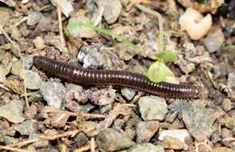 Image of Byzantorhopalum (Byzantorhopalum) sapphicum (Strasser 1976)