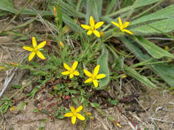 Image of trailing St John's-wort