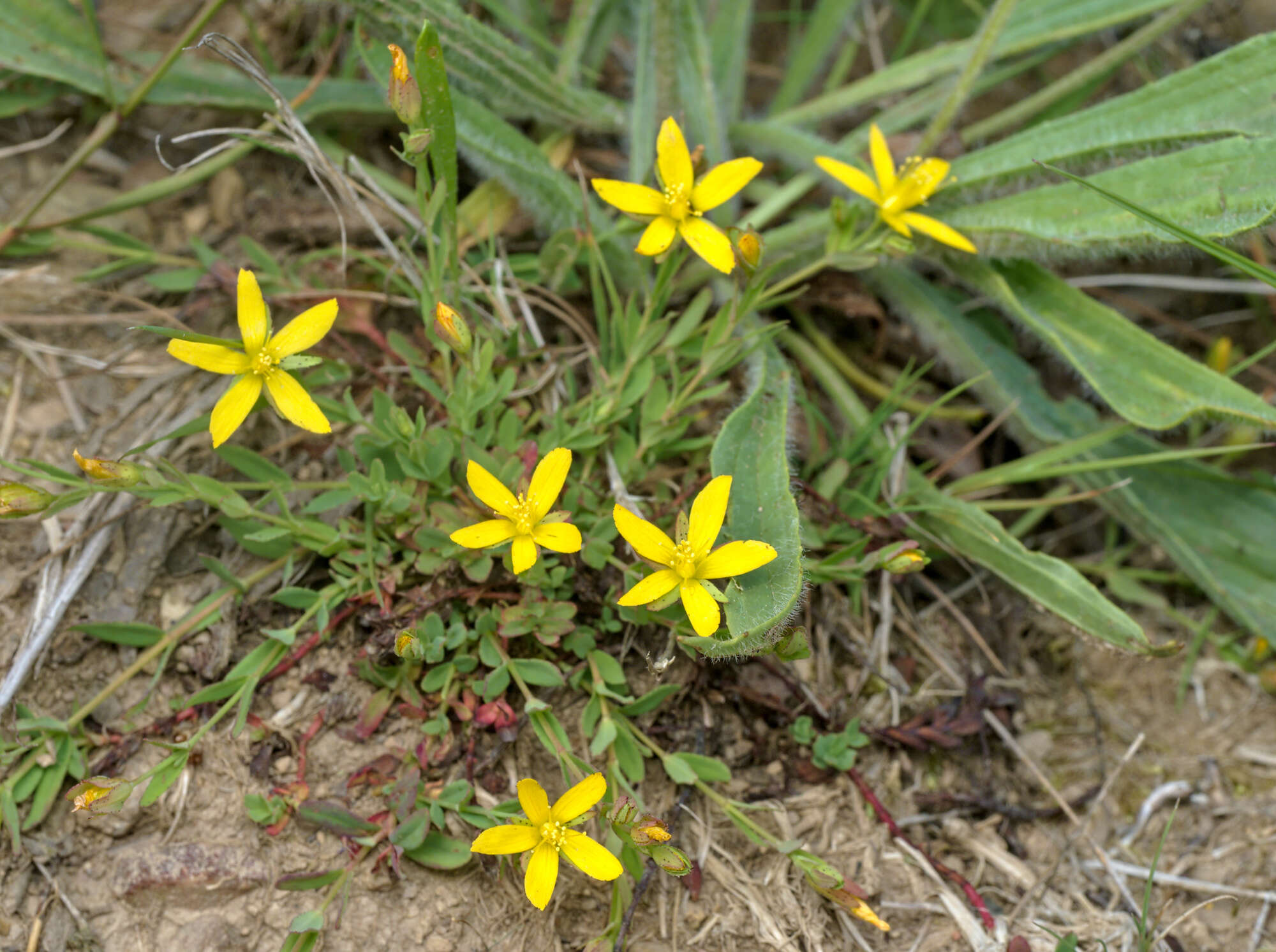 Image of trailing St John's-wort