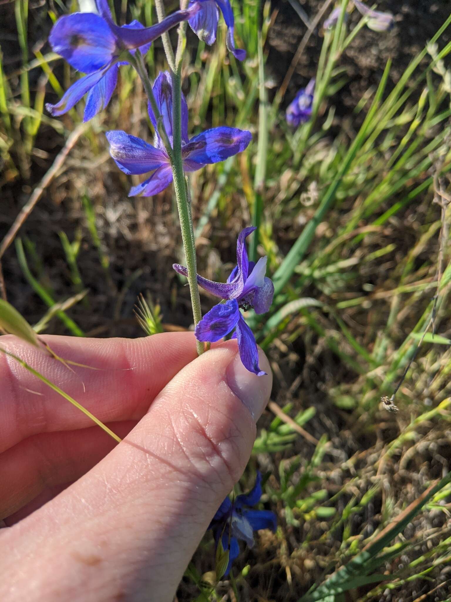 Image of San Bernardino larkspur