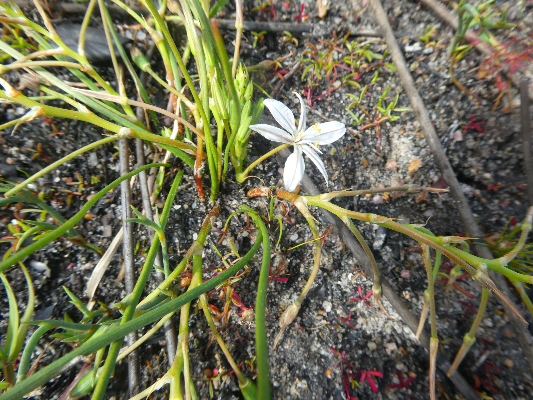 Image of Trachyandra filiformis (Aiton) Oberm.