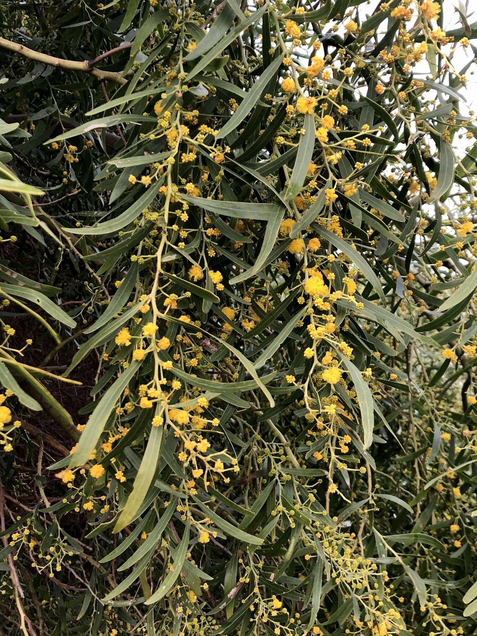 Plancia ëd Acacia rostellifera Benth.