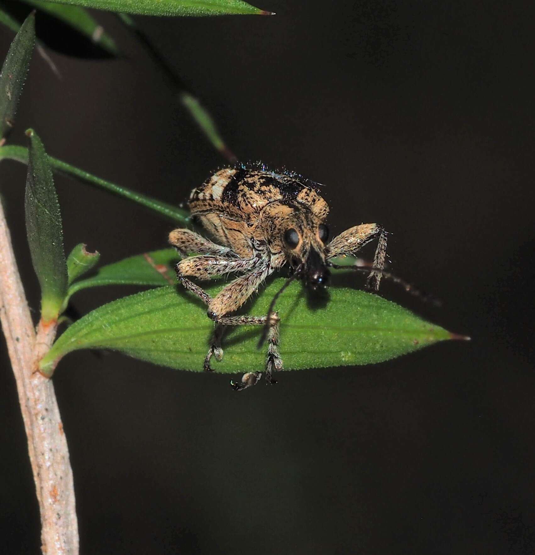 Image de Agnesiotis pilosula Pascoe & F. P. 1870