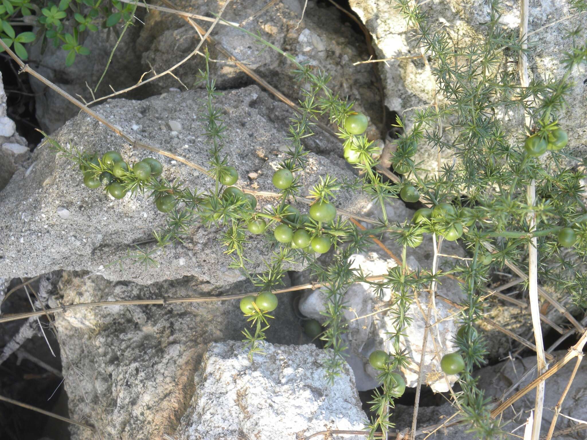 Imagem de Asparagus aphyllus subsp. orientalis (Baker) P. H. Davis