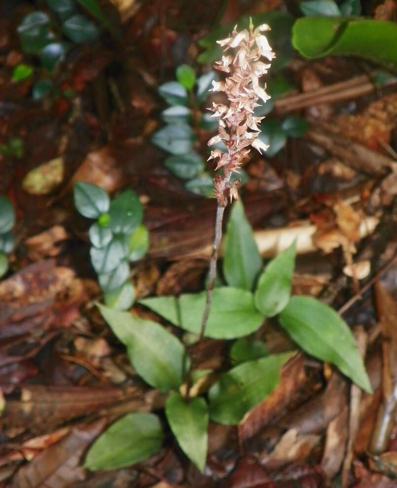 Image of Costa Rican lady's tresses