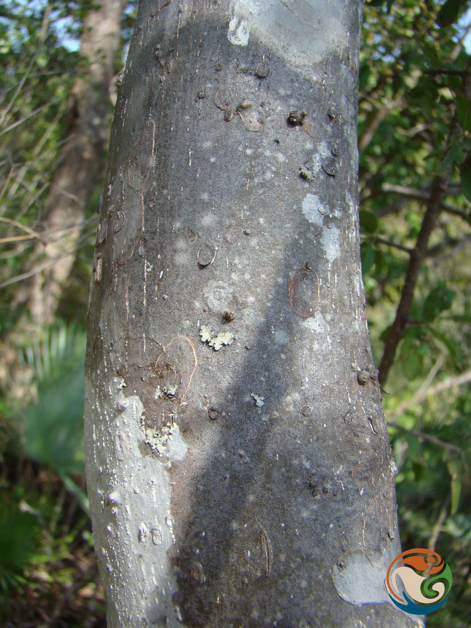 Plancia ëd Wimmeria microphylla L. Radlkofer