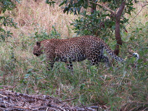 Image of African leopard