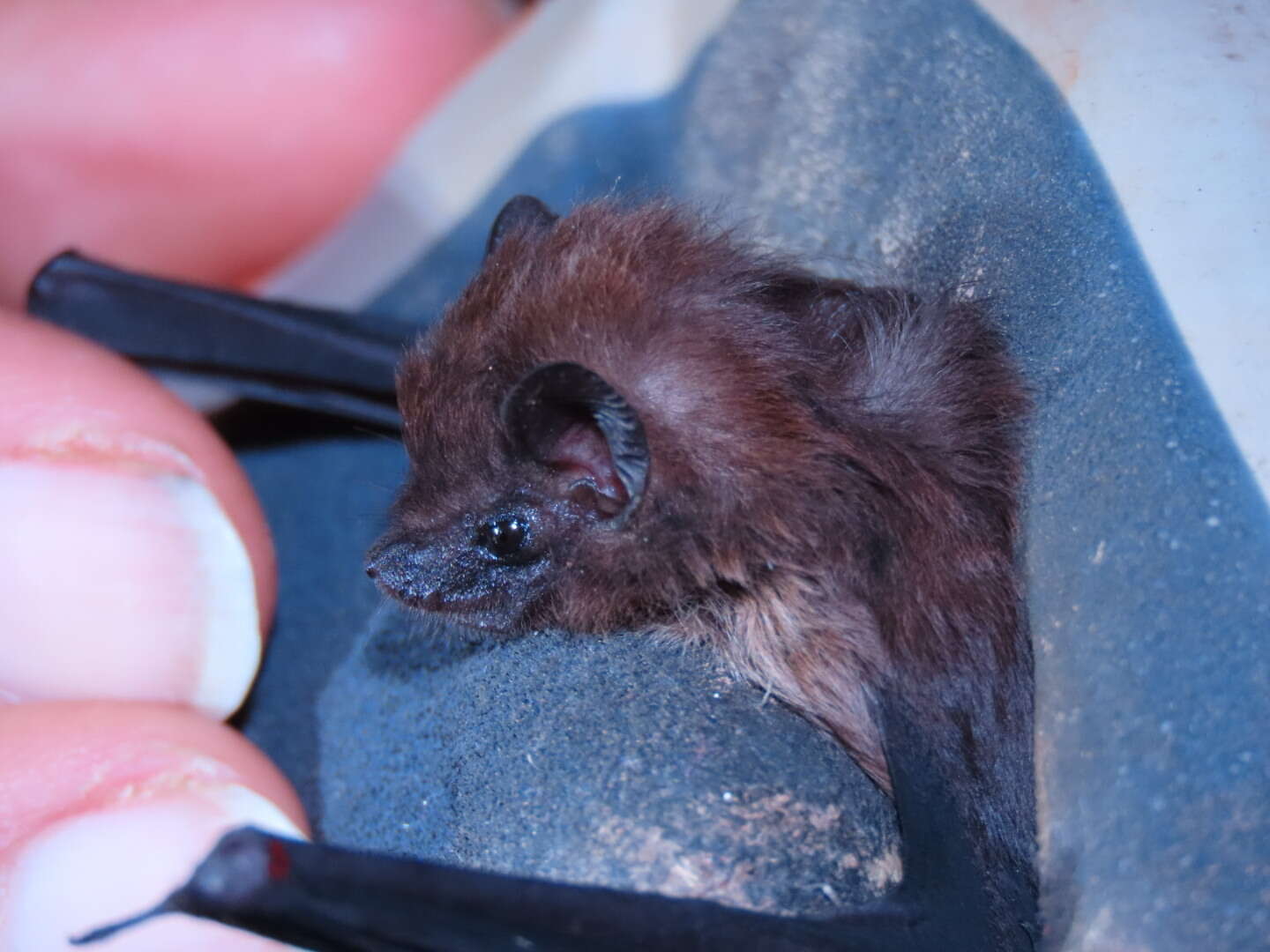 Image of Philippine Sheath-tailed Bat