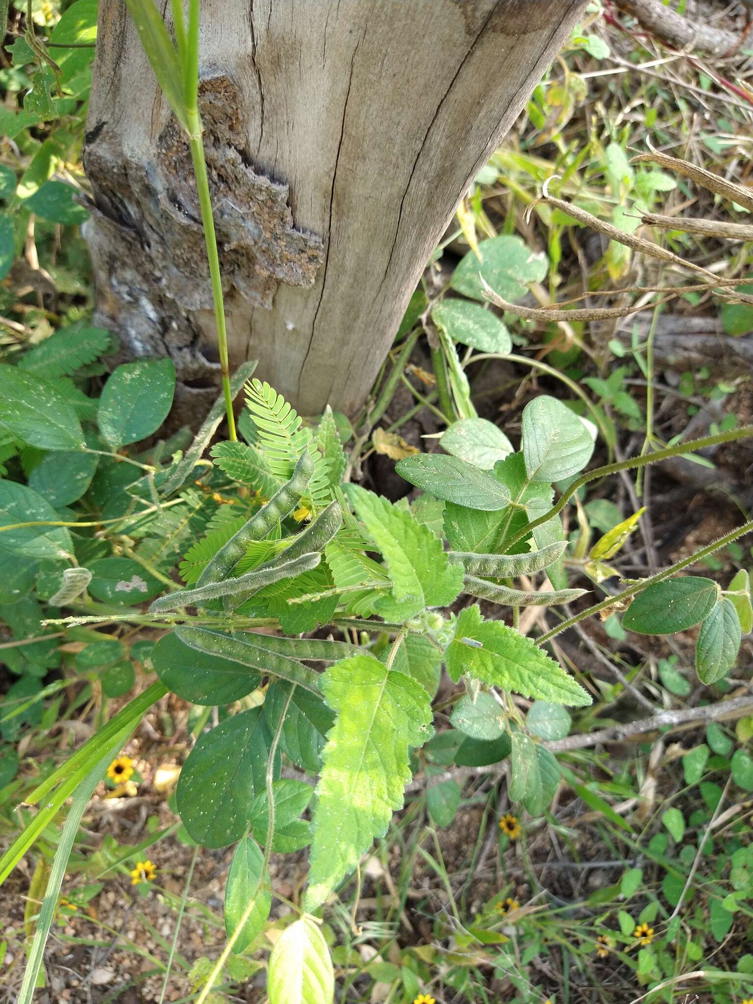 Plancia ëd Teramnus uncinatus (L.) Sw.