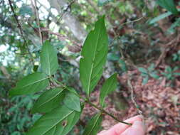 Sivun Benkara sinensis (Lour.) Ridsdale kuva