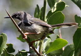 Image of Apalis thoracica claudei Sclater & WL 1910