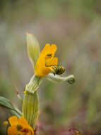 Plancia ëd Chloraea disoides Lindl.