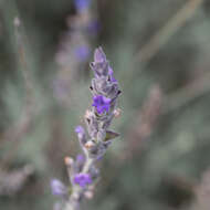 Image of English Lavendar