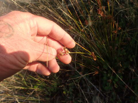 Слика од Juncus distegus Edgar