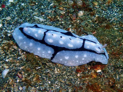 Image of Phyllidiopsis shireenae Brunckhorst 1990