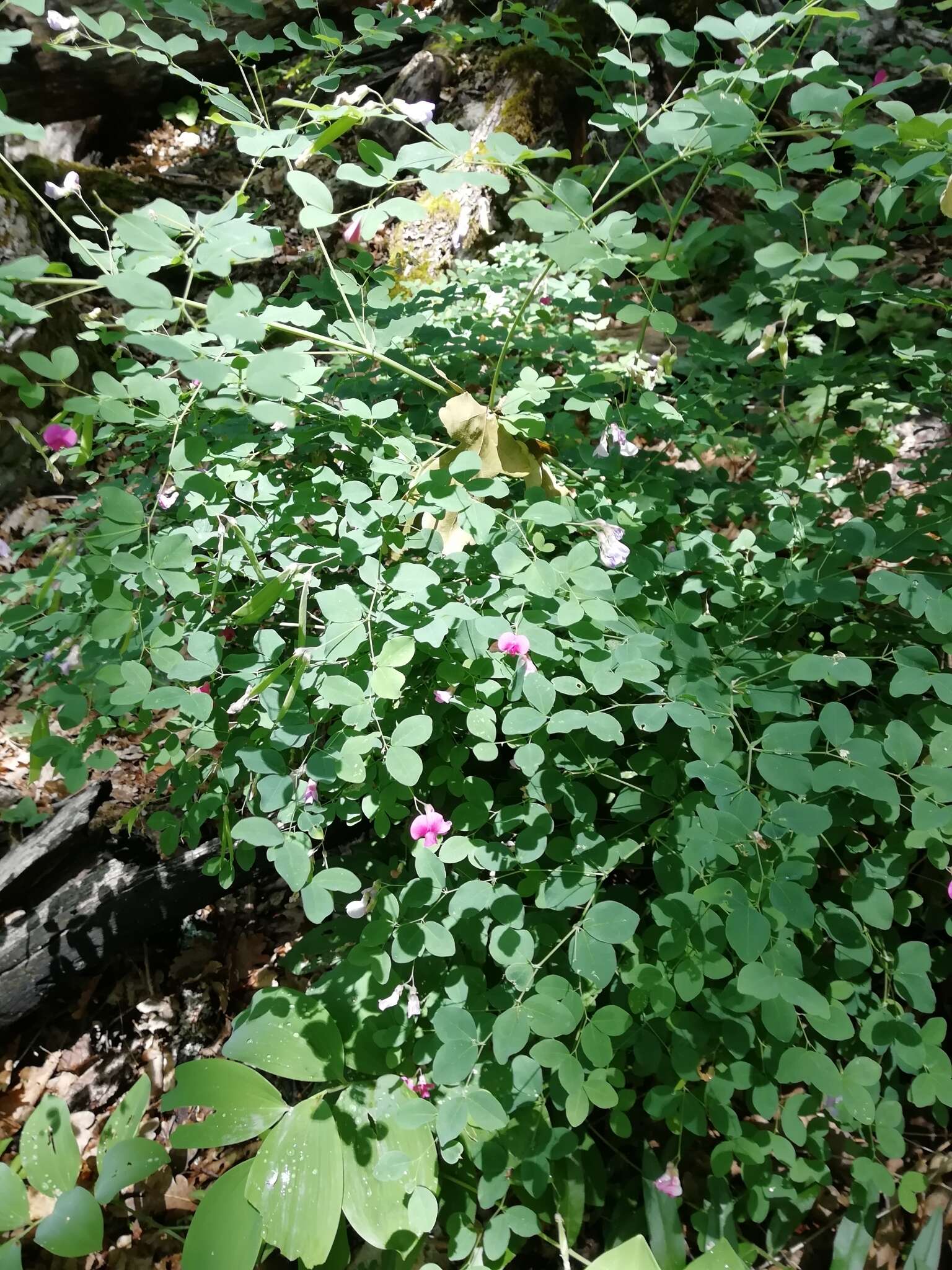 Image of Lathyrus roseus Steven