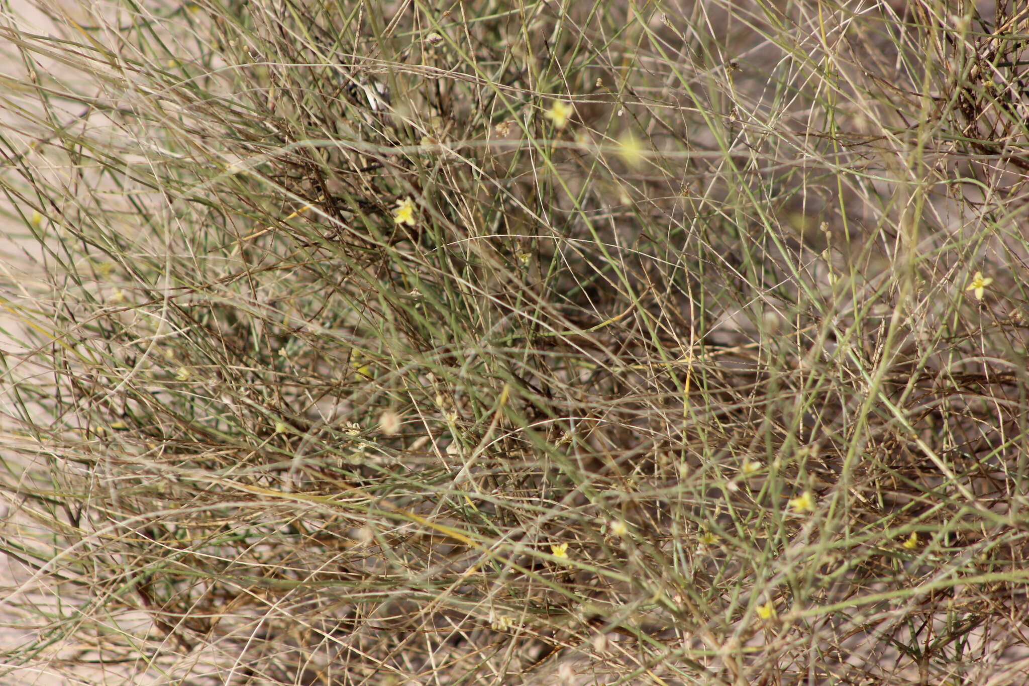 Image of Dipterygium glaucum Decne.