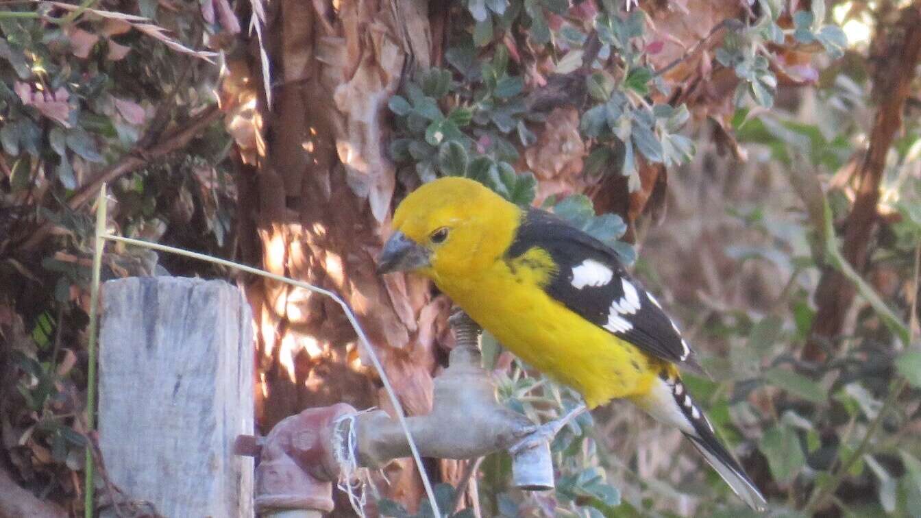 Image of Golden Grosbeak