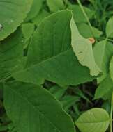 Image de Puccinia sparganioidis Ellis & Barthol. 1896