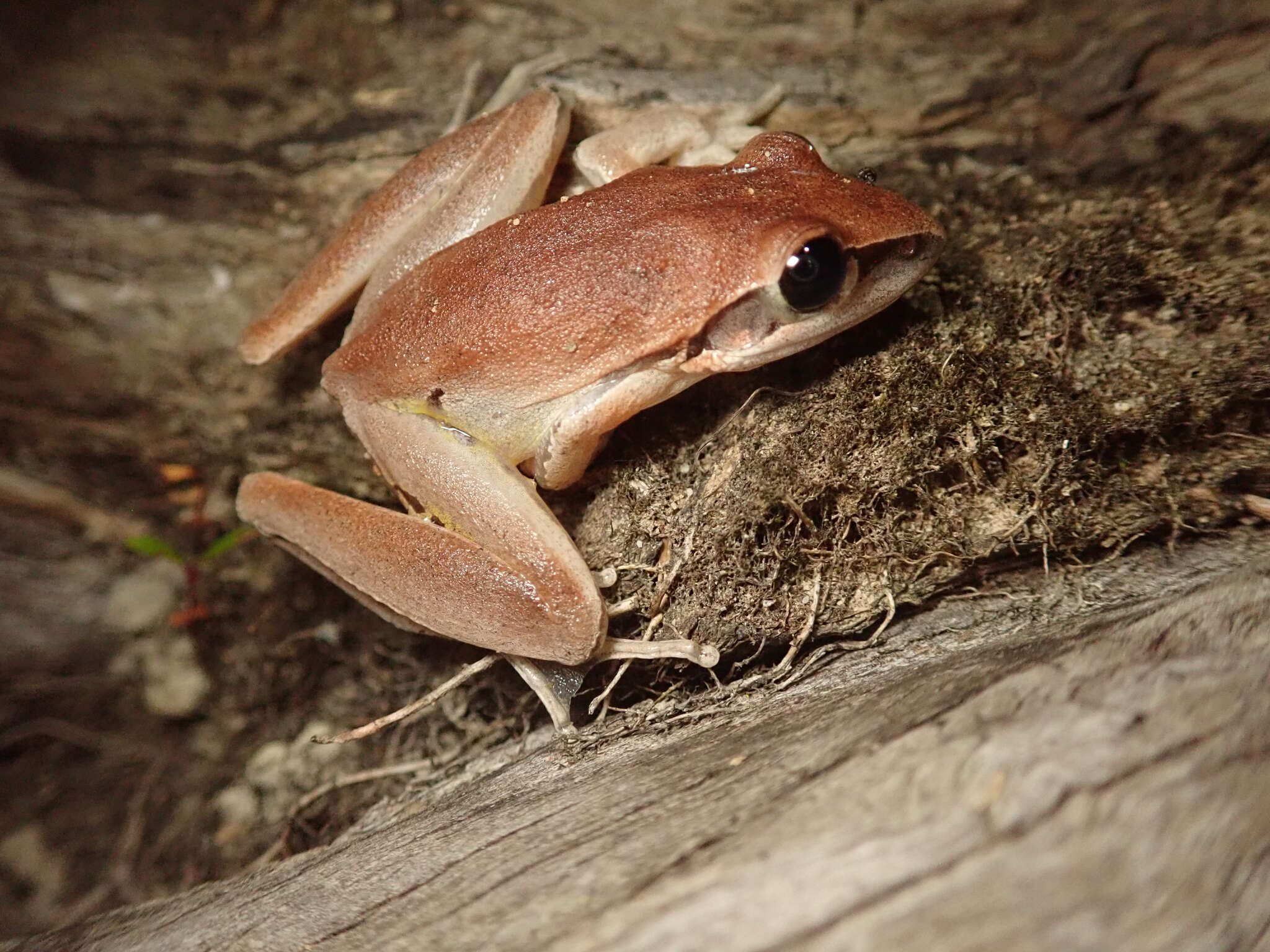 Sivun Litoria nigrofrenata (Günther 1867) kuva