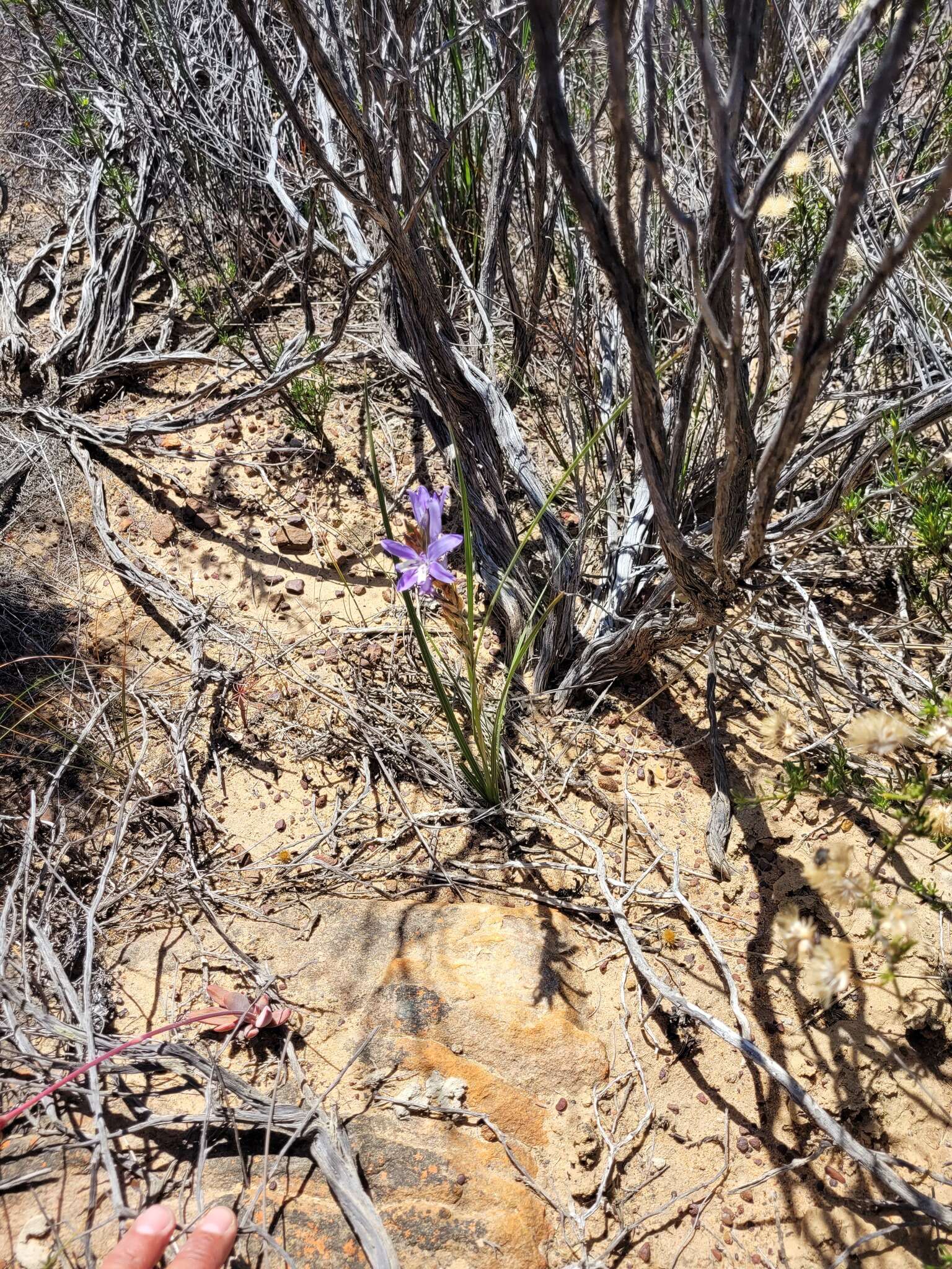 Image of Babiana scariosa G. J. Lewis