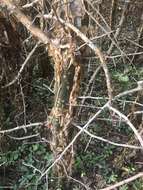 Image of Sweet-root corkwood