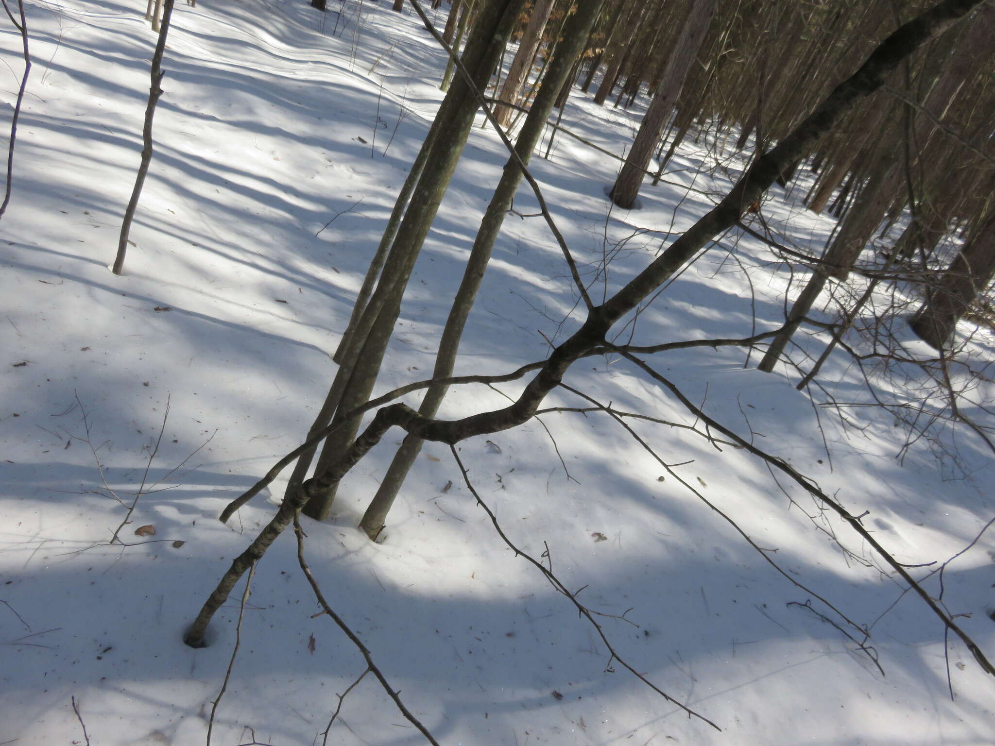 صورة Ilex mucronata (L.) M. Powell, V. Savolainen & S. Andrews