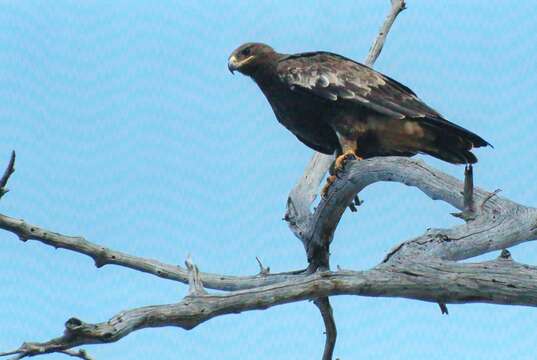 Image of Steppe Eagle