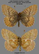 Image of Dingy Fritillary