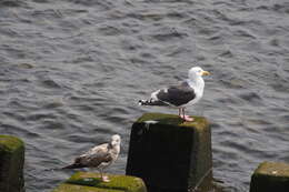 Image of Slaty-backed Gull