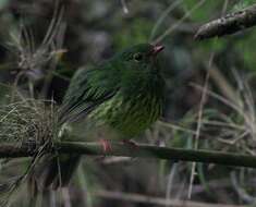 Image of Green-and-black Fruiteater