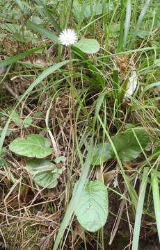 Image of Piloselloides cordata (Thunb.) C. Jeffrey