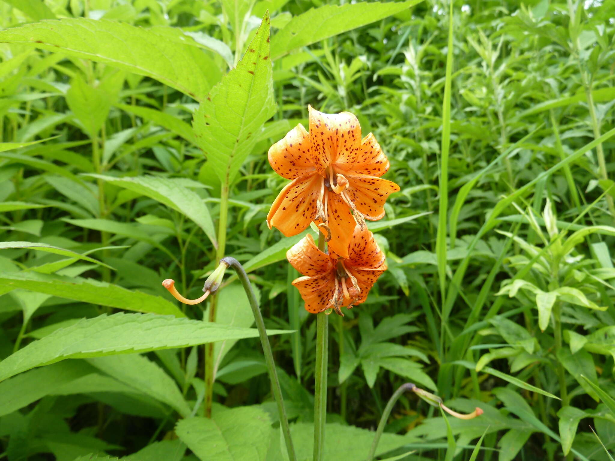 Image of Lilium medeoloides A. Gray