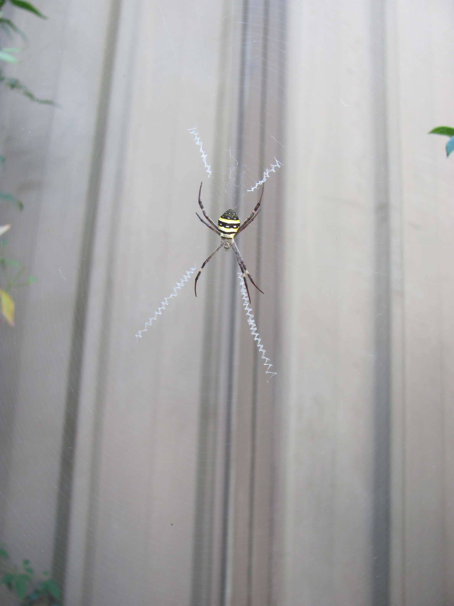 Imagem de Argiope keyserlingi Karsch 1878