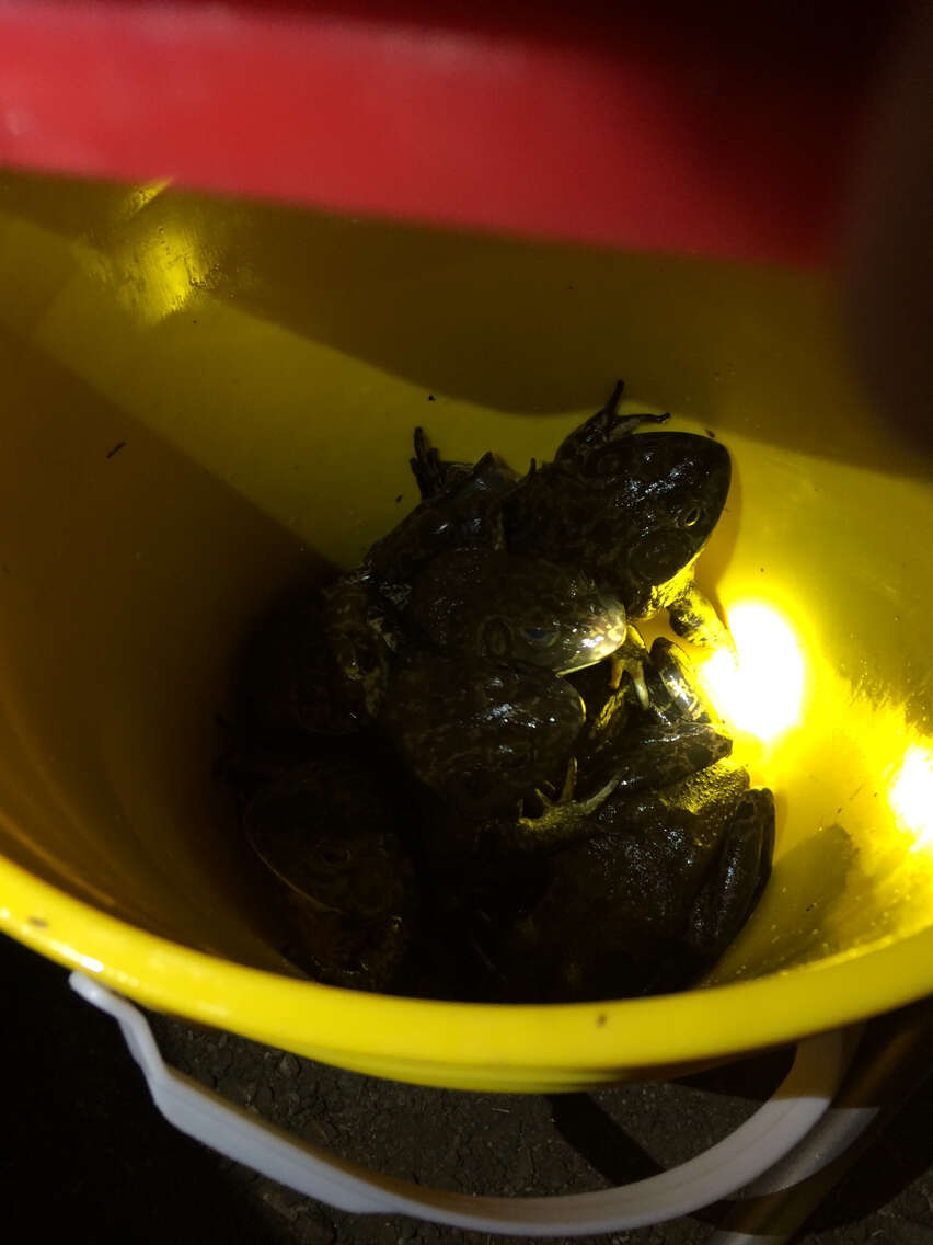 Image of American Bullfrog