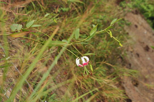 Image of Lilium speciosum var. gloriosoides Baker