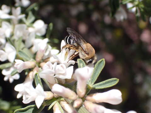 Image of Colletes dimidiatus Brullé 1840