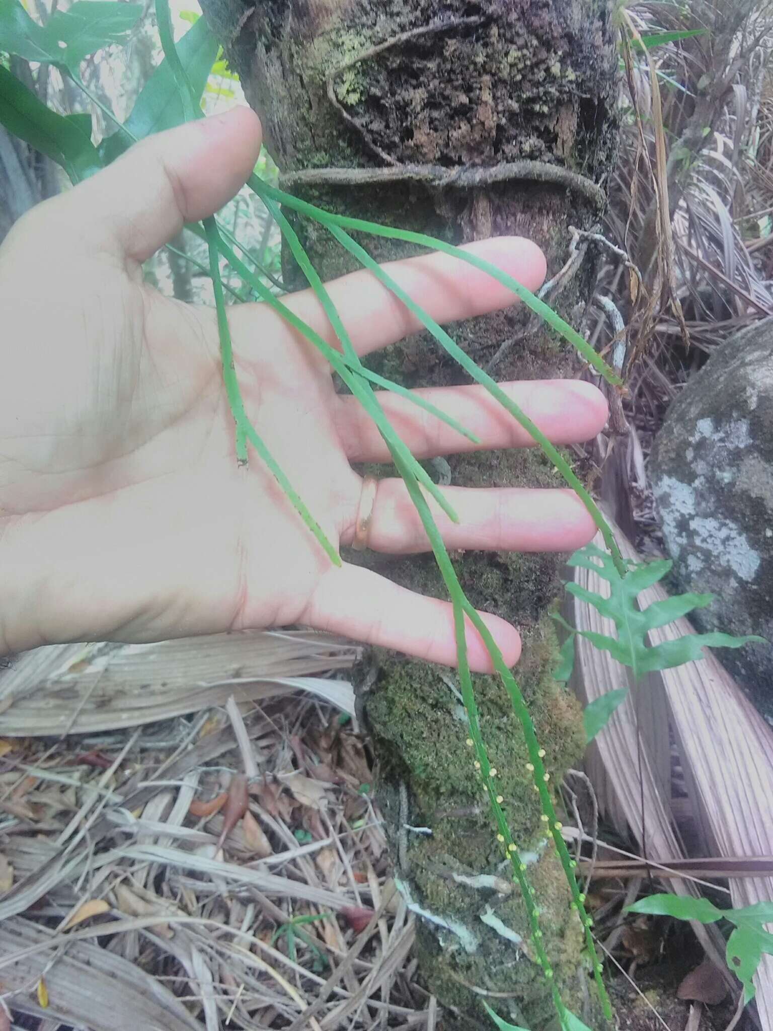 Psilotum complanatum Sw.的圖片