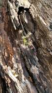 Image of Drosera erythrogyne N. Marchant & Lowrie