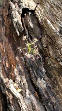 Image de Drosera erythrogyne N. Marchant & Lowrie